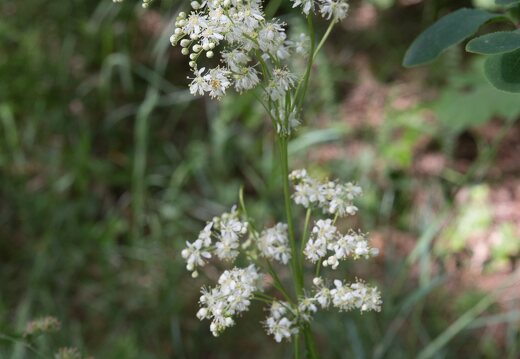 Filipendula vulgaris · pievinė vingiorykštė 8438