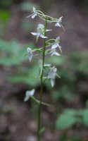 Platanthera chlorantha · žalsvažiedė blandis