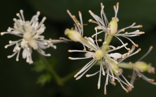 Actaea spicata flowers · varpotoji juodžolė, žiedai