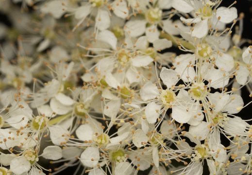 Filipendula vulgaris flowers · pievinė vingiorykštė, žiedai