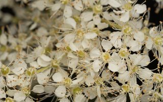 Filipendula vulgaris flowers · pievinė vingiorykštė, žiedai