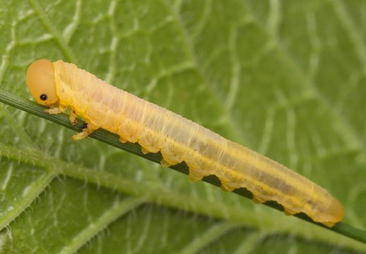 Dolerus sp. larva · pjūklelis, lerva