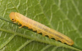 Dolerus sp. larva · pjūklelis, lerva