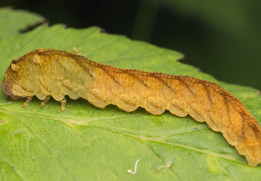 Tenthredo colon larva · pjūklelis, lerva