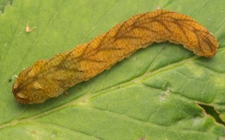 Tenthredo colon larva · pjūklelis, lerva