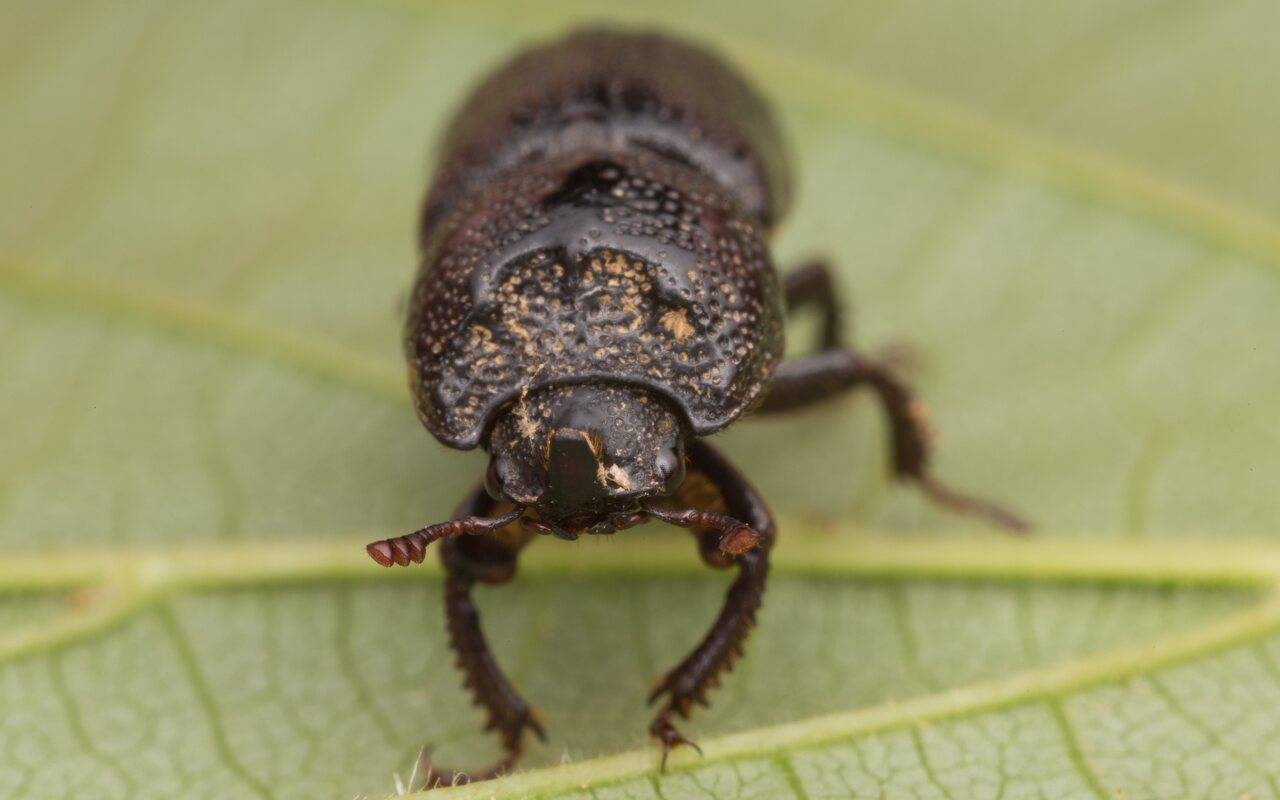 Sinodendron cylindricum male · cilindriškasis elniavabalis ♂