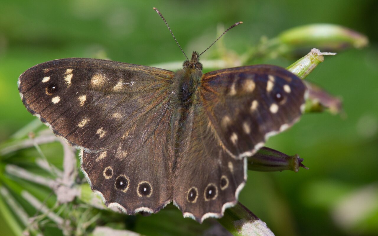 Pararge aegeria · margasis satyras