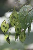 Lunaria rediviva · daugiametė blizgė