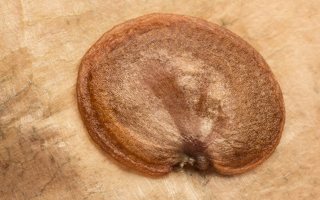 Lunaria rediviva seed · daugiametė blizgė, sėkla