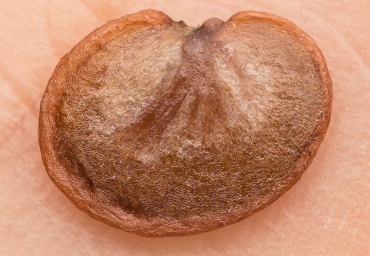 Lunaria rediviva seed · daugiametė blizgė, sėkla