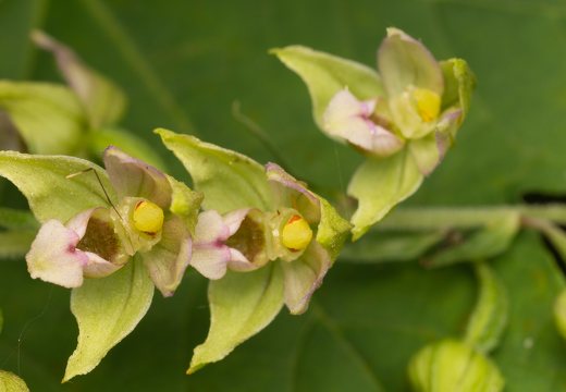 Orchidaceae · gegužraibiniai