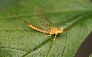 Ephemeroptera · lašalas