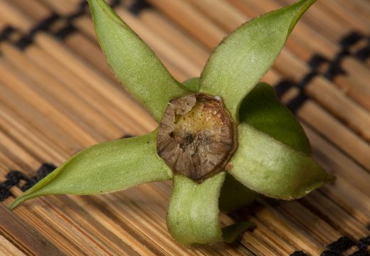 Campanula latifolia fruit · plačialapis katilėlis, vaisius
