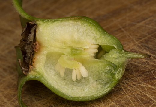 Campanula latifolia fruit · plačialapis katilėlis, vaisius