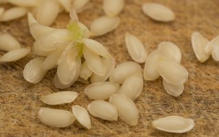 Campanula latifolia seeds · plačialapis katilėlis, sėklos