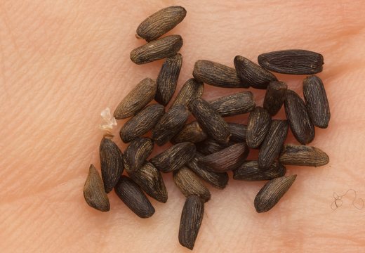 Alliaria petiolata seeds · vaistinė česnakūnė, sėklos