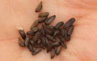 Alliaria petiolata seeds · vaistinė česnakūnė, sėklos