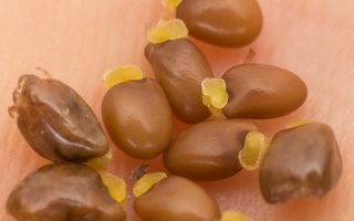 Cytisus scoparius seeds with elaiosomes, myrmecochory · šluotinis raipstas, sėklos