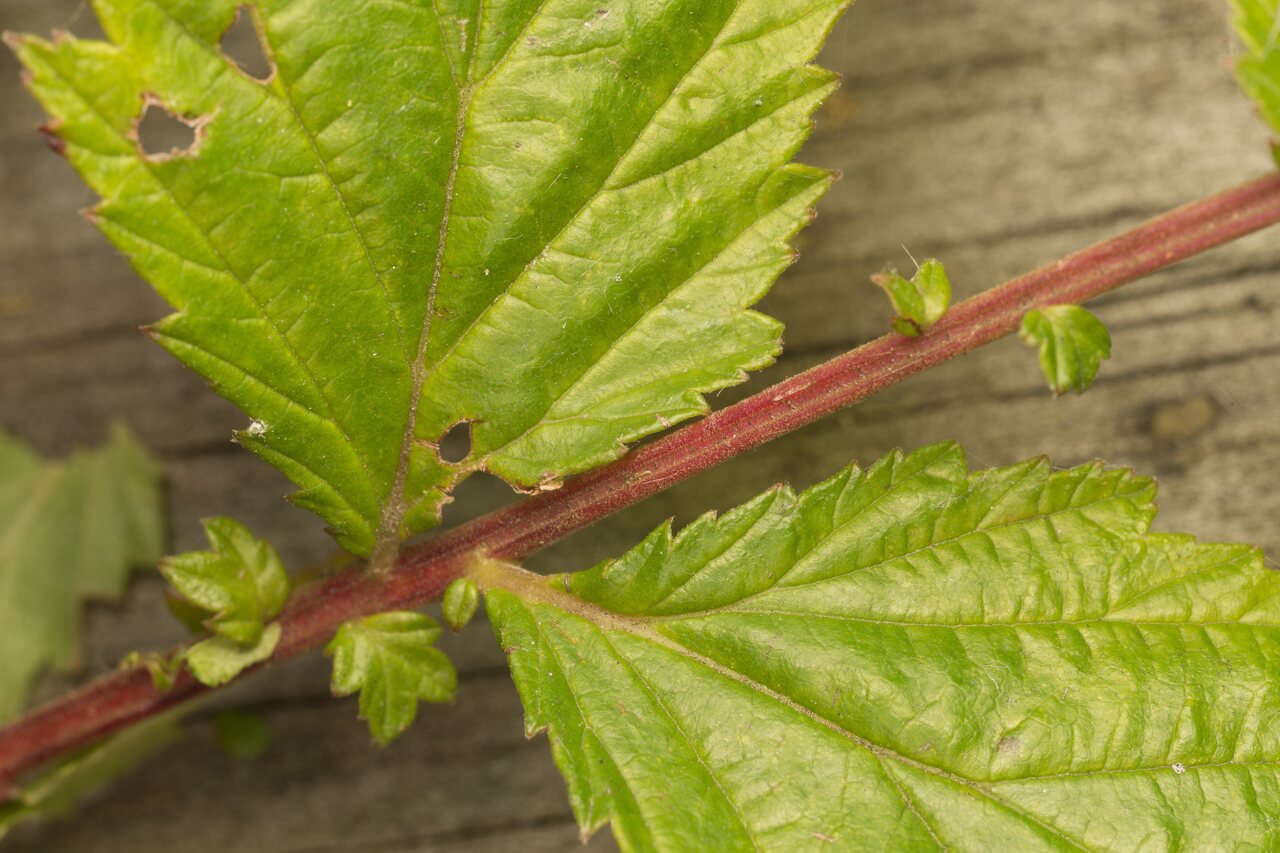 Filipendula ulmaria leaves · pelkinė vingiorykštė, lapai