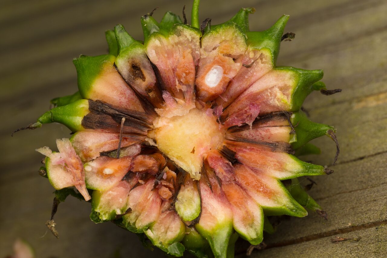 Sparganium erectum fruit · šakotasis šiurpis, vaisius