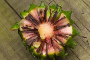 Sparganium erectum fruit · šakotasis šiurpis, vaisius