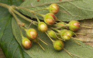Lysimachia vulgaris fruits · paprastoji šilingė, vaisiai