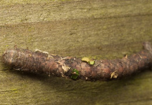 Geometridae caterpillar · sprindis, vikšras