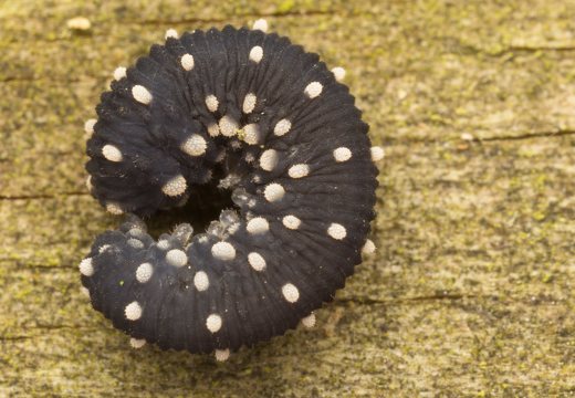 Athalia scutellariae larva · kalpokinis pjūklelis