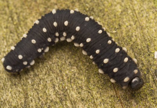 Athalia scutellariae larva · kalpokinis pjūklelis