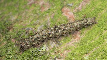 Atolmis rubricollis caterpillar · raudonkaklė meškutė, vikšras