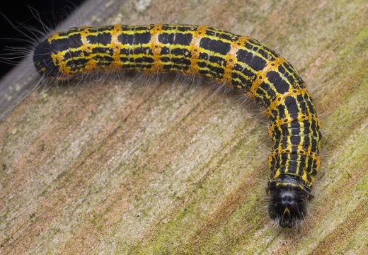 Phalera bucephala caterpillar · tošinis kuoduotis, vikšras