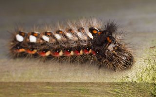 Acronicta rumicis caterpillar · rūgštyninis strėlinukas, vikšras