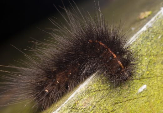 Spilosoma lubricipeda caterpillar · taškuotoji meškutė, vikšras