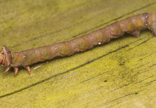 Biston betularia caterpillar · beržinis šeriasprindis, vikšras