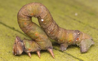 Biston betularia caterpillar · beržinis šeriasprindis, vikšras