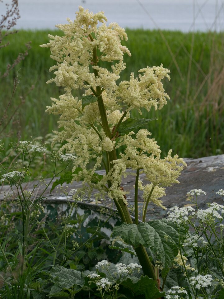 Rheum × hybridum inflorescence · mišrusis rabarbaras, žiedynas