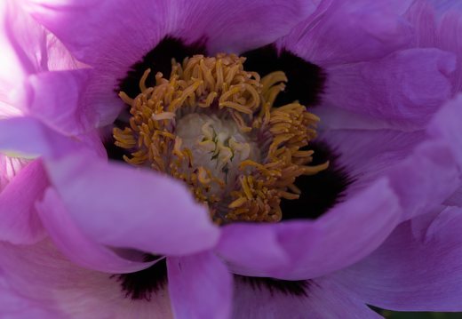 Paeonia × suffruticosa · krūminis bijūnas