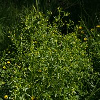 Ranunculus sceleratus · nuodingasis vėdrynas