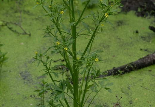 Ranunculus sceleratus · nuodingasis vėdrynas