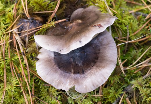 Tricholoma portentosum · juosvažalis baltikas