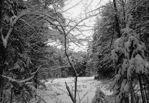 Verkiai · miškas, žiema