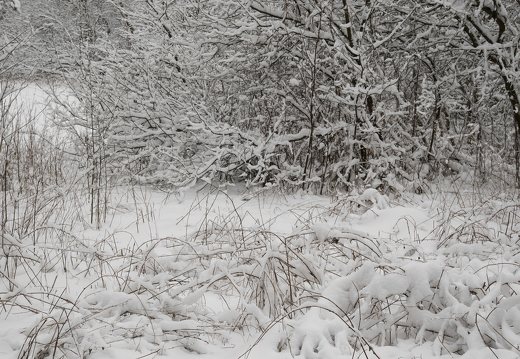 Verkiai · miškas, žiema