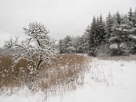 Verkiai · miškas, žiema P1180681