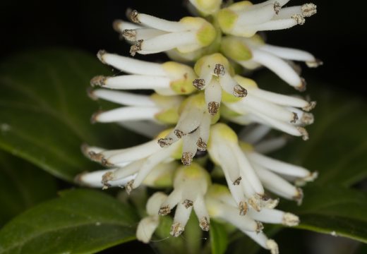 Pachysandra terminalis flowers · mietveinė viršūnžiedė, žiedynas