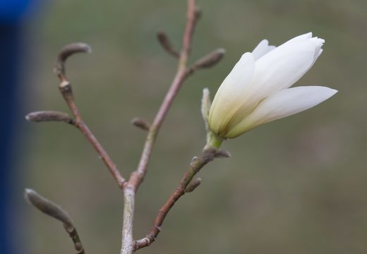 Magnolia stellata · žvaigždinė magnolija