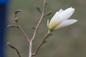 Magnolia stellata · žvaigždinė magnolija