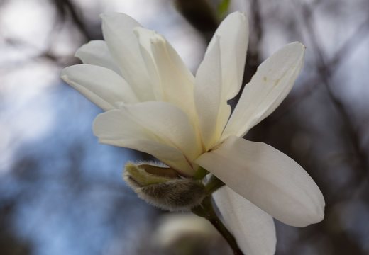 Magnolia stellata flower · žvaigždinė magnolija, žiedas