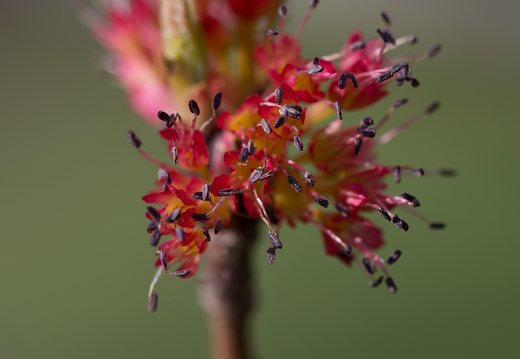 Acer rubrum male flowers · raudonasis klevas, vyriški žiedai
