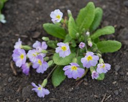 Primula vulgaris · paprastoji raktažolė