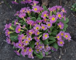 Primula vulgaris · paprastoji raktažolė